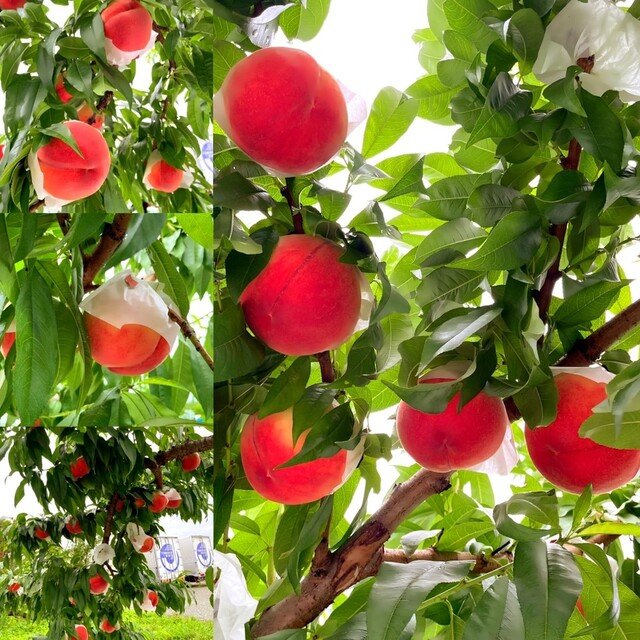 🌳 오노 난초 & 과수원 (오노 요란 카주엔) 이미지 1